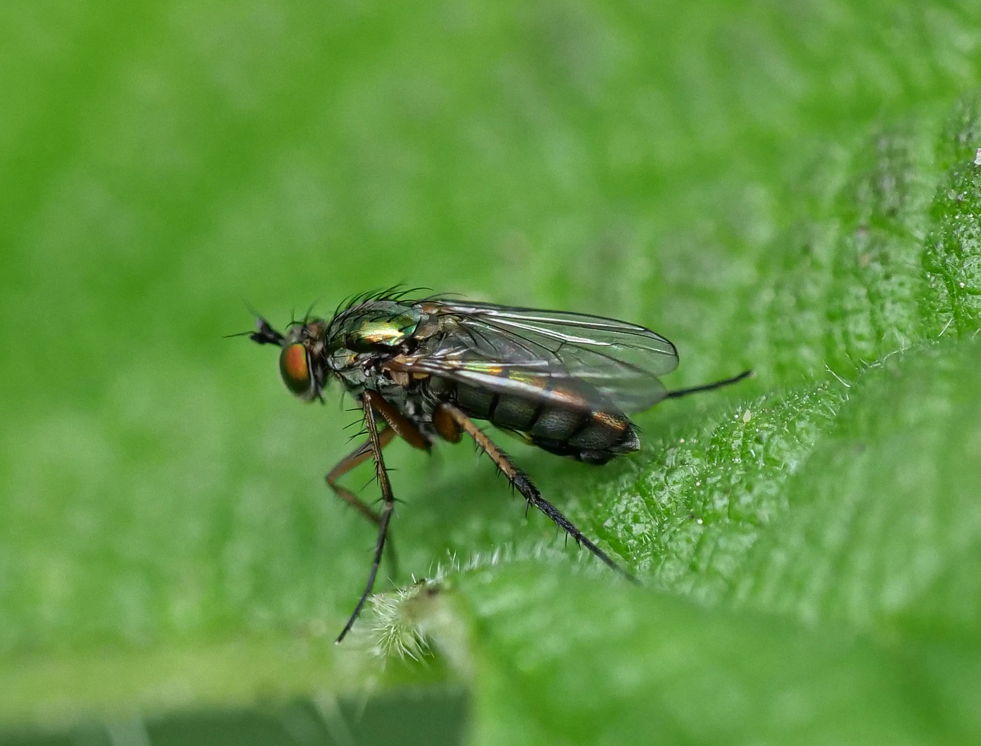 Langbeinfliege - Dolichopus ungulatus