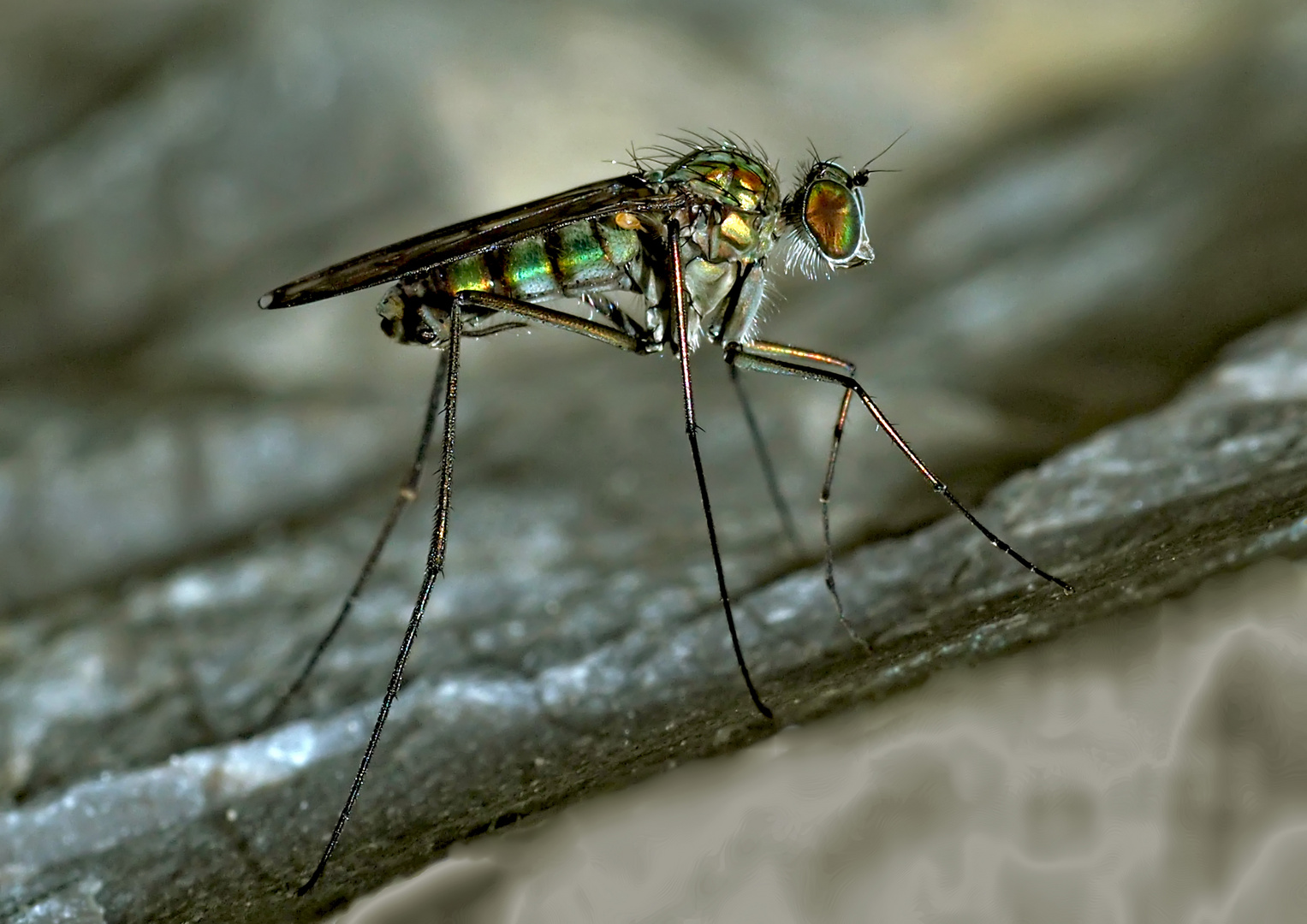 Langbeinfliege (Dolichopus ungulatus)? auf nassem Fels * - Ce n'est qu'une mouche minuscule!