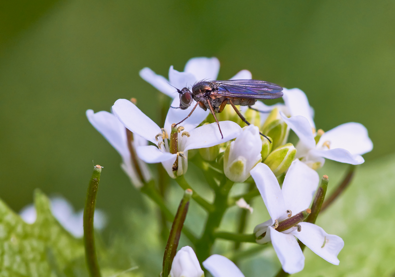 Langbeinfliege ( Medetera sp.)