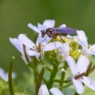 Langbeinfliege ( Medetera sp.)