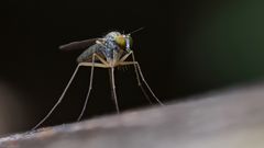 Langbeinfliege (Poecilobothrus chrysozygus)