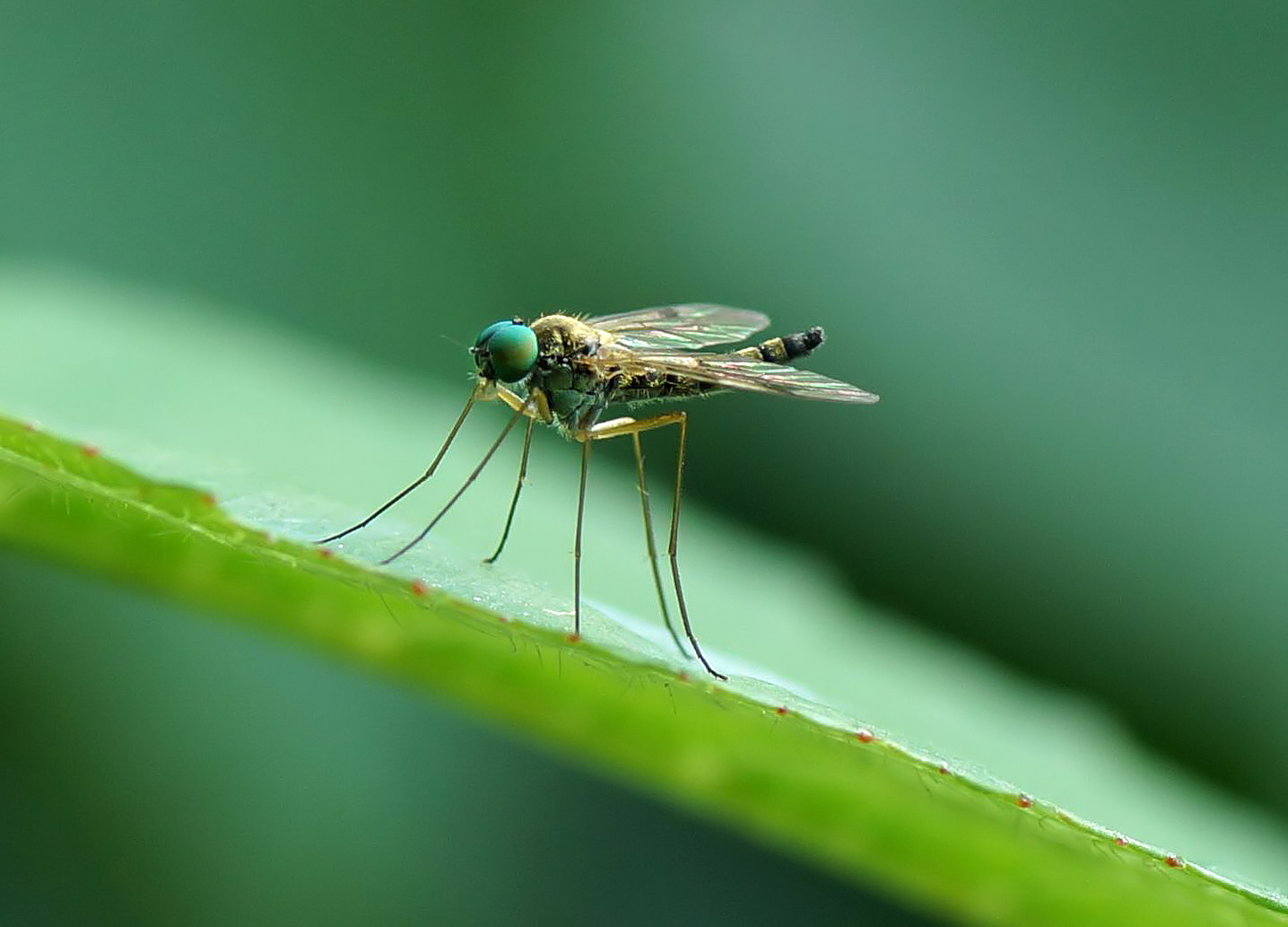 Langbeinfliege weibl. - Sciapus platypterus