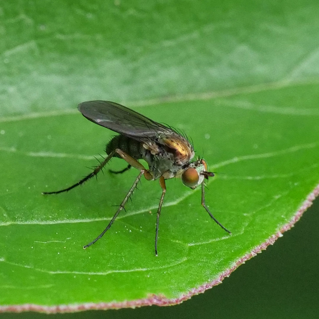 Langbeinfliege_Dolichopus ungulatus