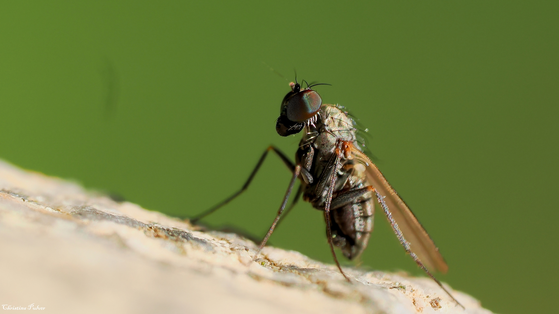 Langbeinige Fliege