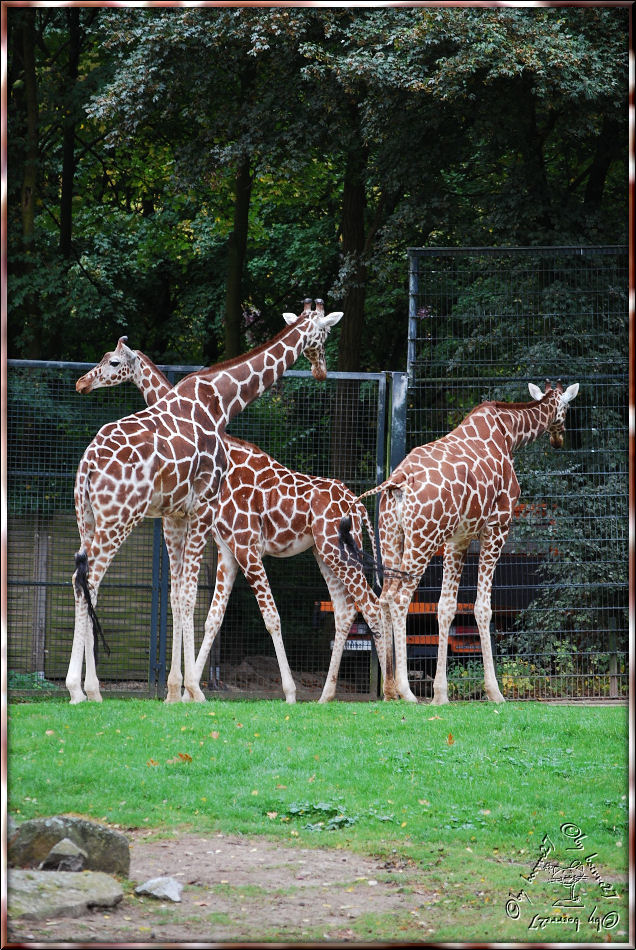 Langbeinige Mädchen