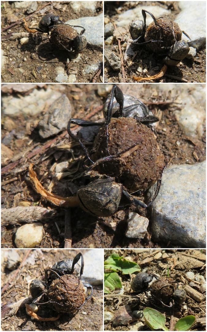 Langbeiniger Pillendreher (Sisyphus schaefferi) 