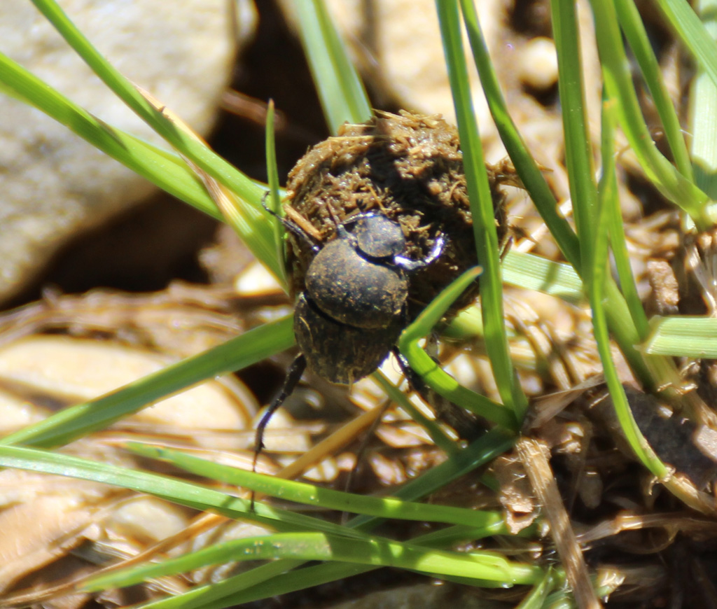 Langbeiniger Pillendreher (Sisyphus schaefferi)