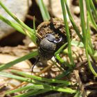 Langbeiniger Pillendreher (Sisyphus schaefferi)