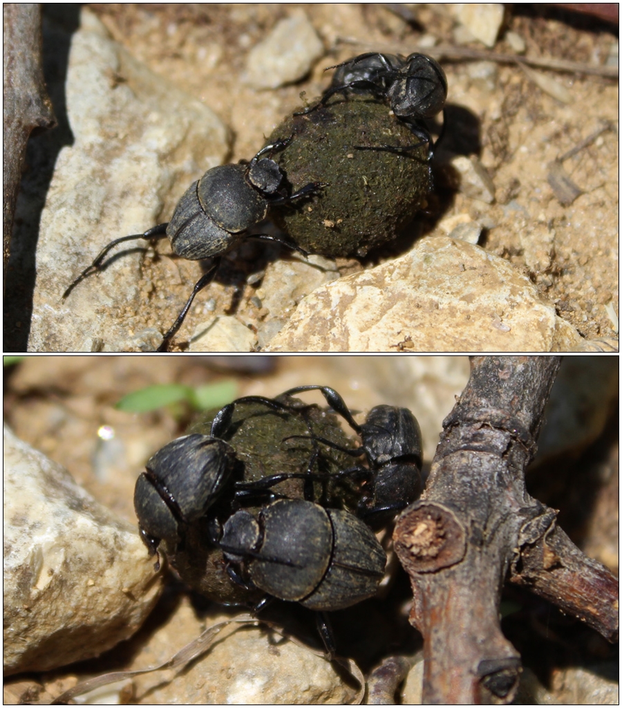  Langbeiniger Pillendreher (Sisyphus schaefferi) 