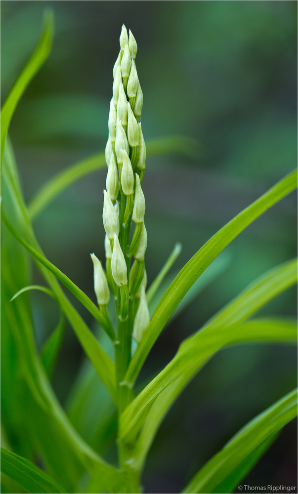 Langblättrige Waldvöglein oder Schwertblättrige Waldvöglein (Cephalanthera longifolia)