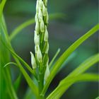 Langblättrige Waldvöglein oder Schwertblättrige Waldvöglein (Cephalanthera longifolia)