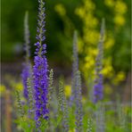 Langblättriger Ehrenpreis (Veronica longifolia)