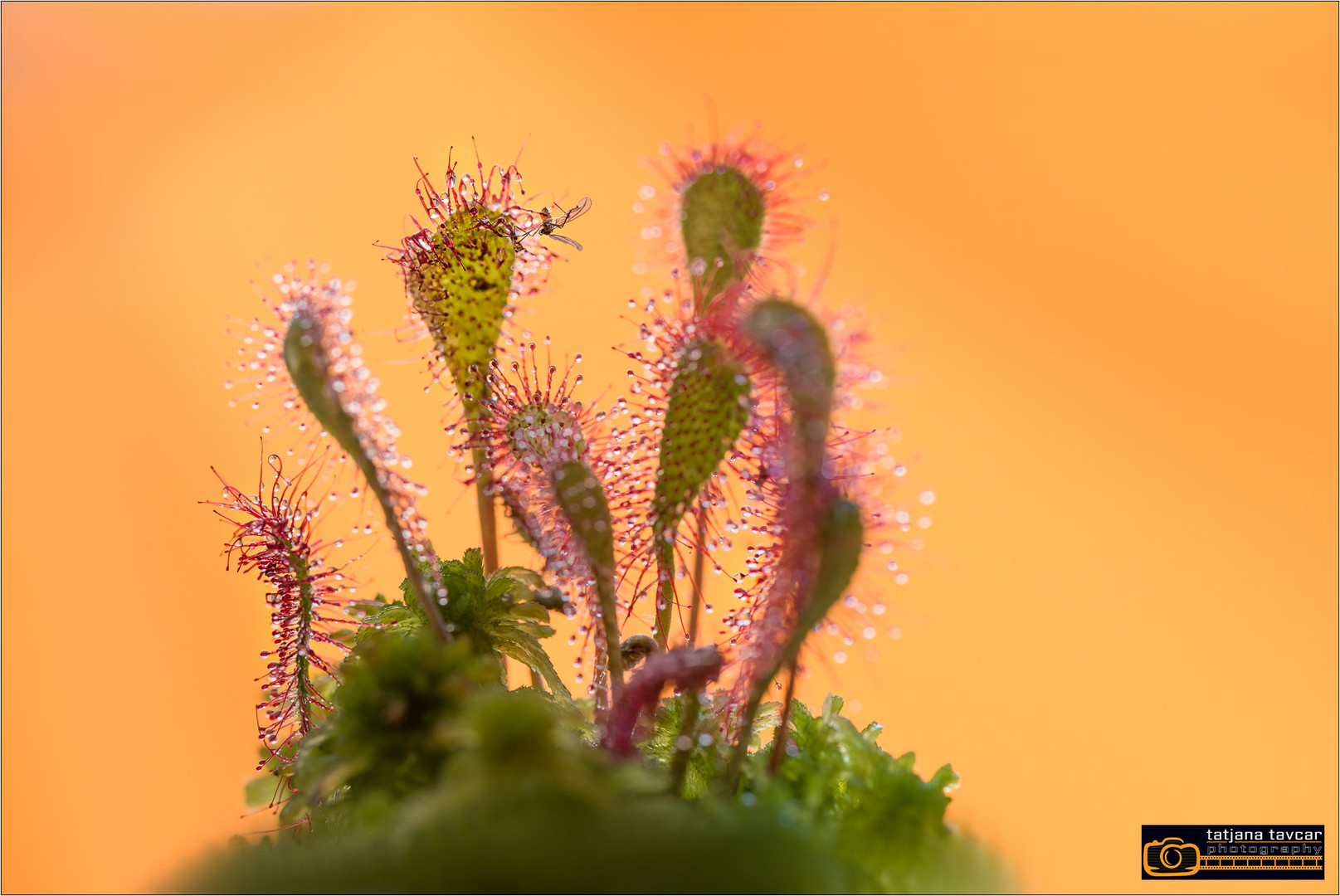 Langblättriger Sonnentau Foto & Bild pflanzen, pilze & flechten