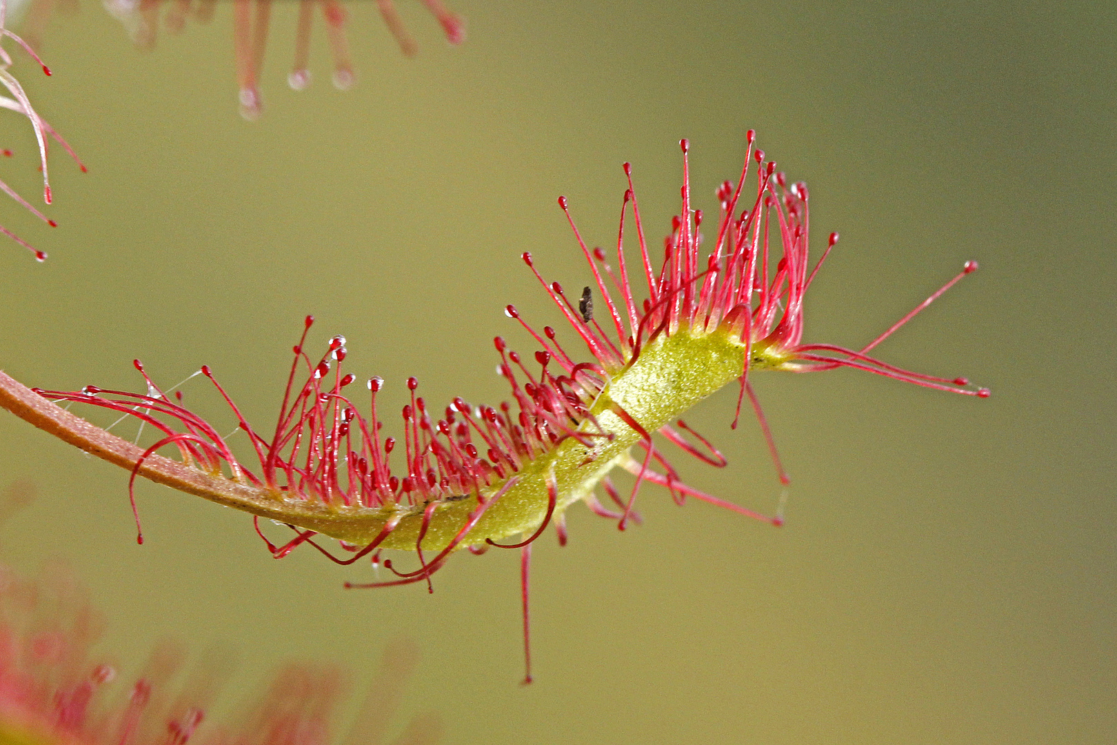 Langblättriger Sonnentau (Drosera anglica)