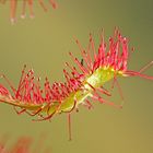 Langblättriger Sonnentau (Drosera anglica)