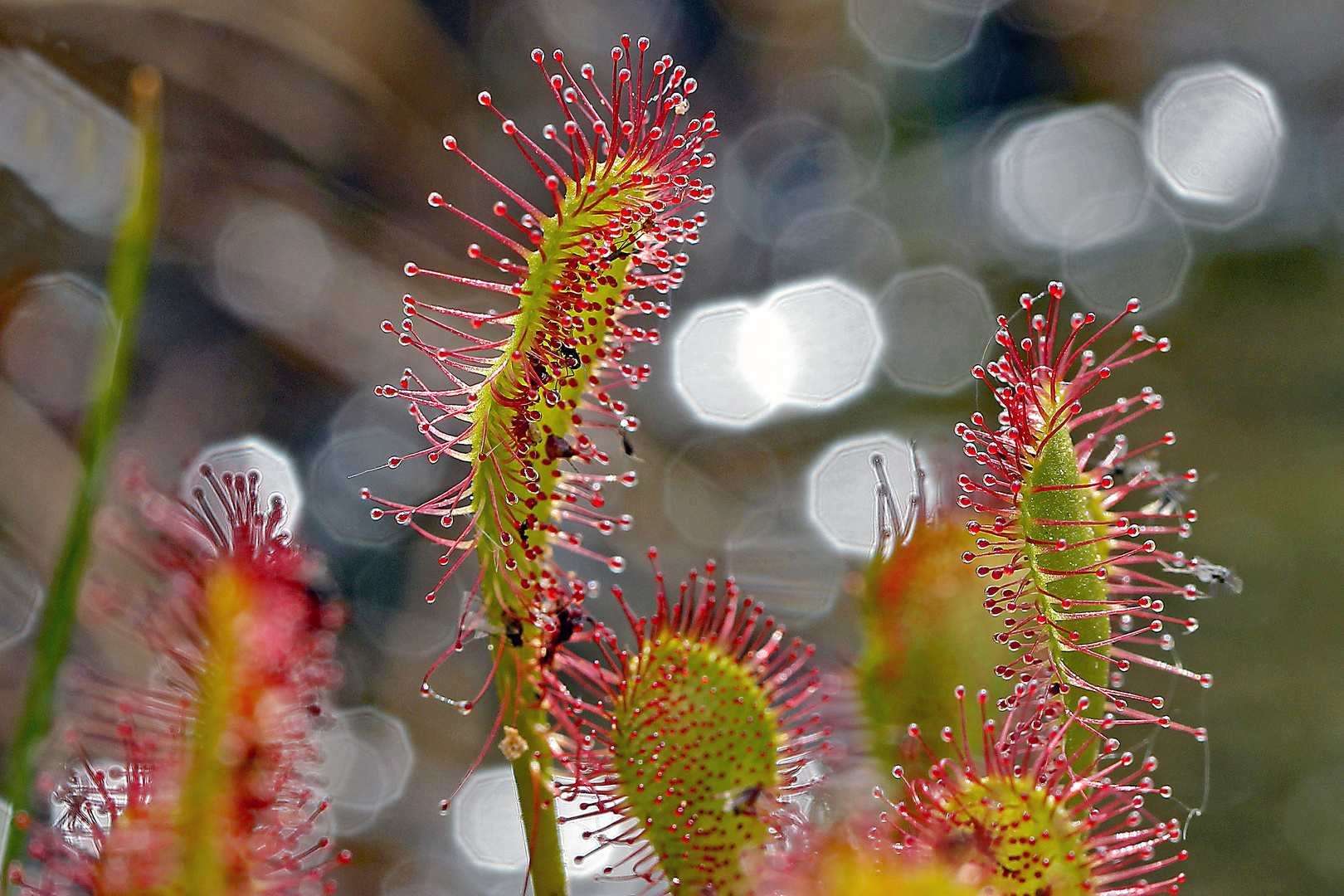 Langblättriger Sonnentau (Drosera anglica)