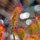 Langblättriger Sonnentau (Drosera anglica)