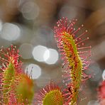 Langblättriger Sonnentau (Drosera anglica)