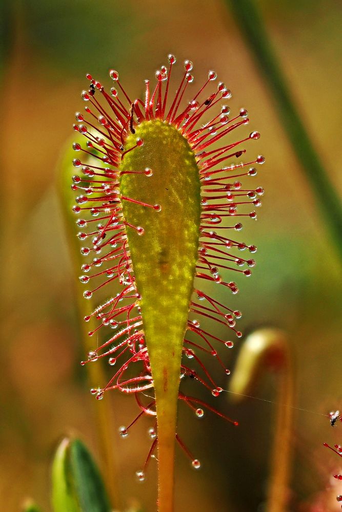 Langblättriger Sonnentau (Drosera anglica)