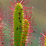 Langblättriger Sonnentau (Drosera anglica)