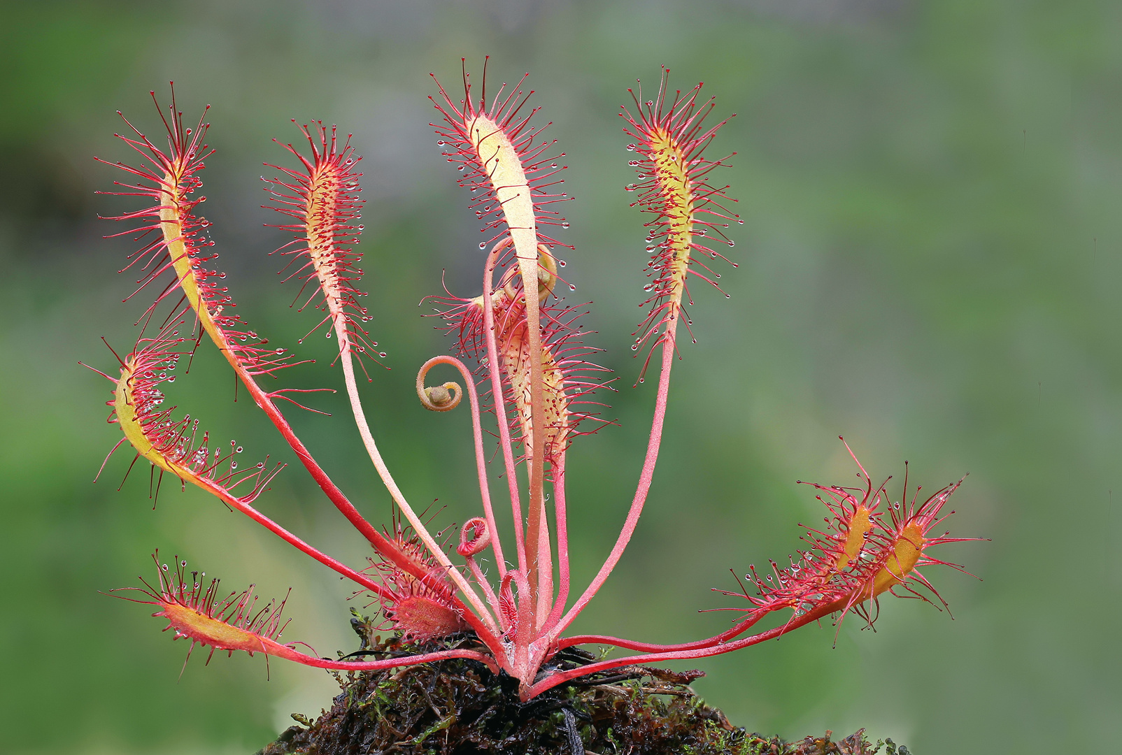 Langblättriger Sonnentau (Drosera anglica, Syn.: Drosera longifolia)