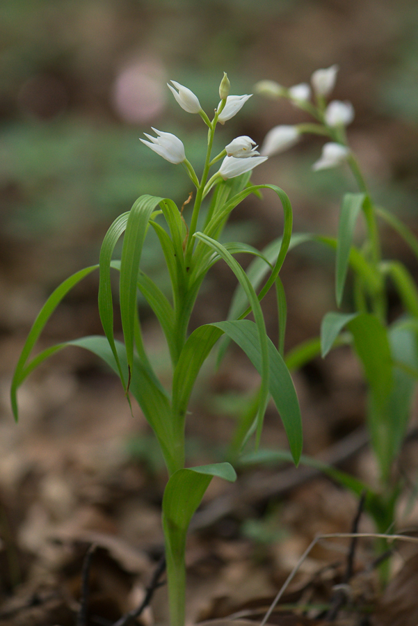 Langblättriges Waldvöglein (Cephalanthera longifolia) - 1