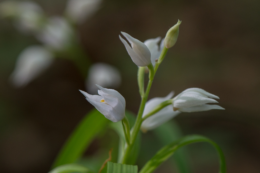 Langblättriges Waldvöglein (Cephalanthera longifolia) - 2