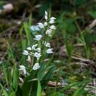 Langblättriges Waldvöglein (Cephalanthera longifolia)