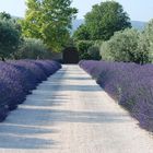 lange Auffahrten, geschmückt mit Lavendel.