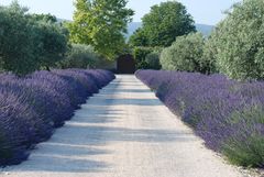 lange Auffahrten, geschmückt mit Lavendel.