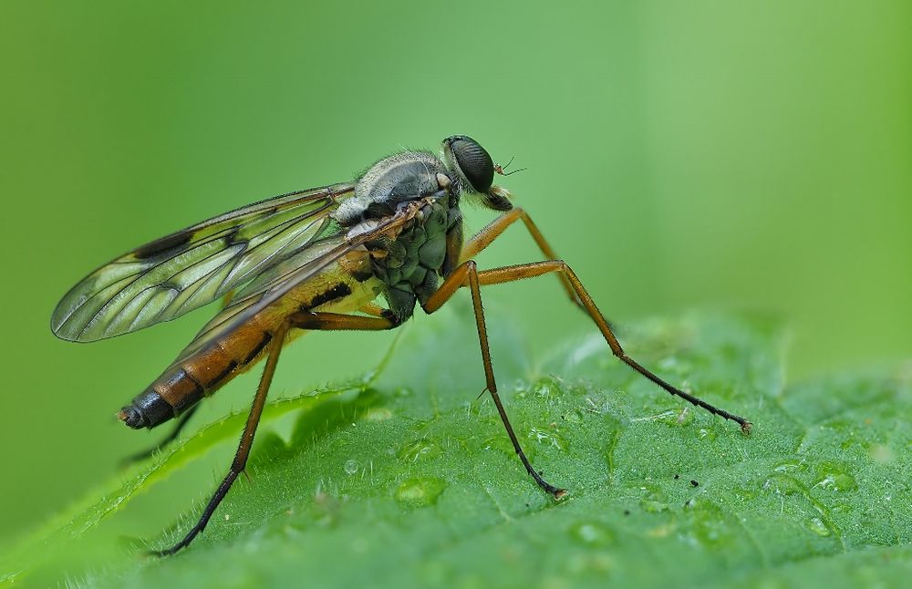 Lange Beine Foto & Bild tiere, wildlife, insekten Bilder auf
