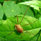 Lange Beine - Braune Laufspinne ??? - Nein, Weberknecht