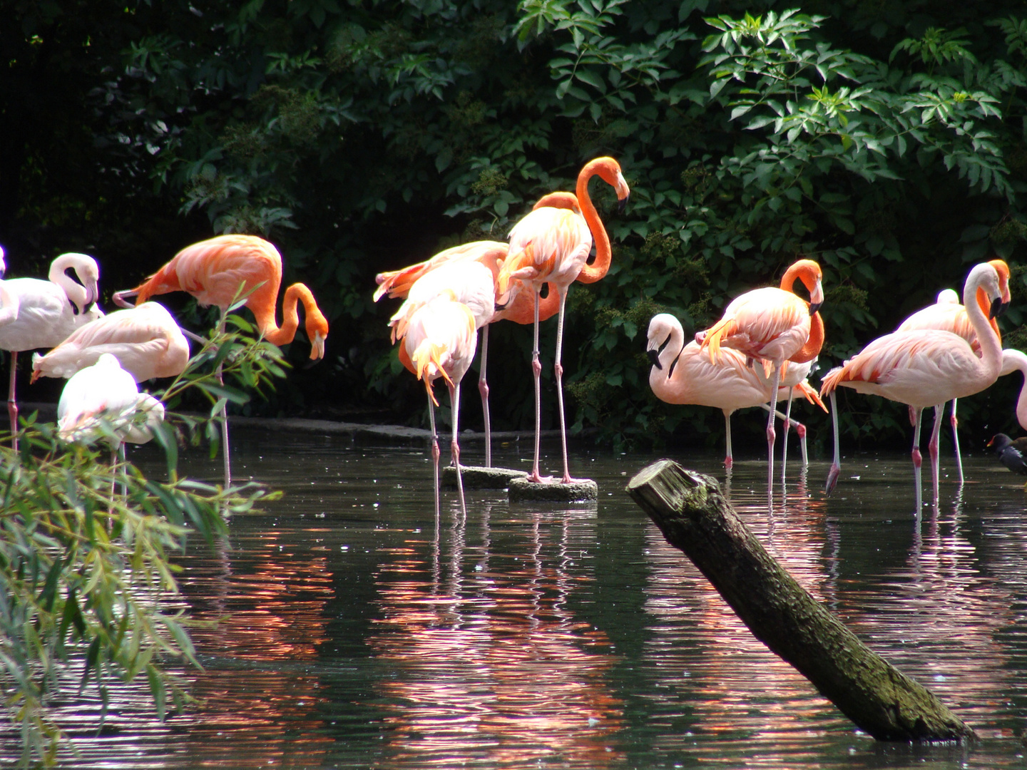 Lange Beine in rosa