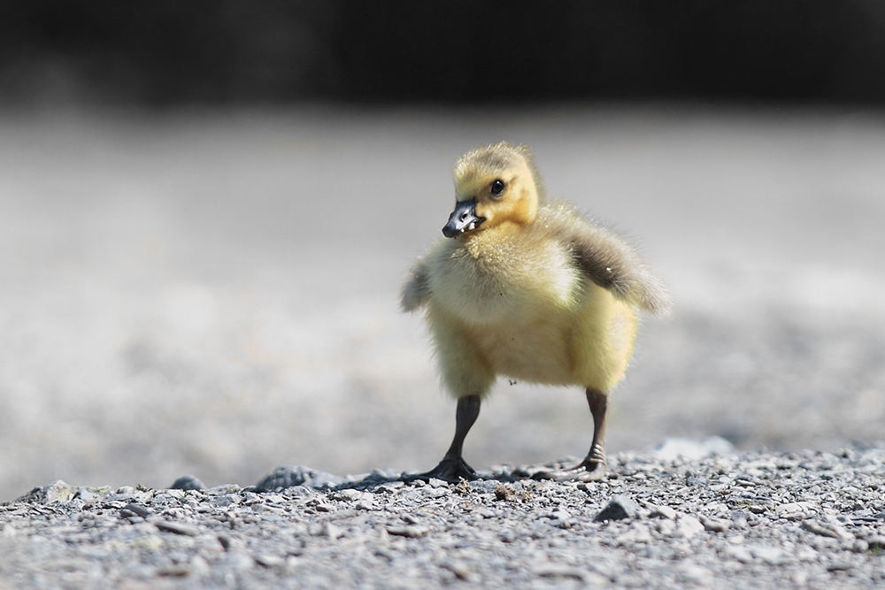 Lange Beine sind enorm wichtig, ...