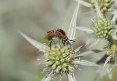 lange Fühler, langer Rüssel - trotzdem eine Fliege