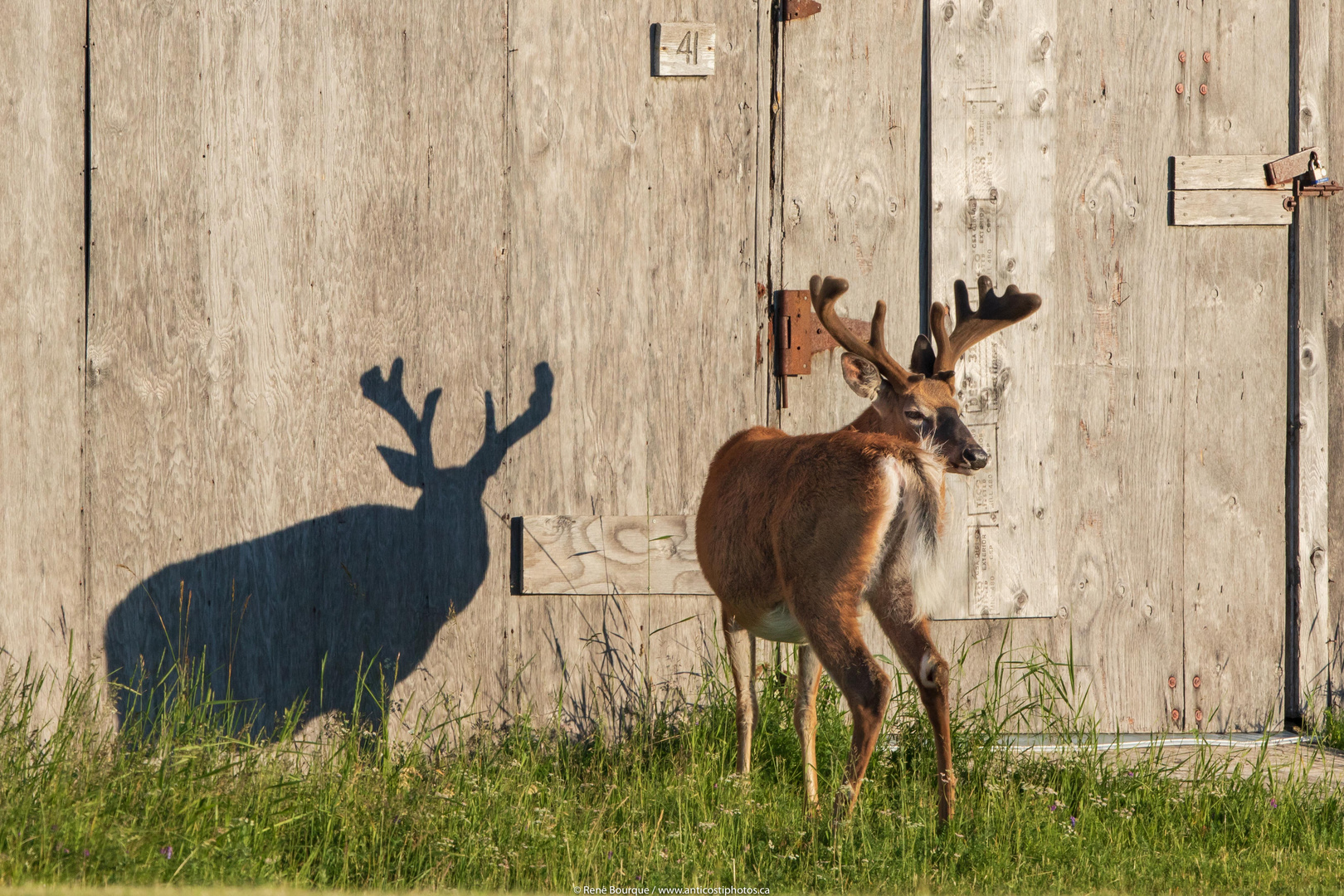 L'ange gardien du buck chevreuil