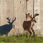 L'ange gardien du buck chevreuil