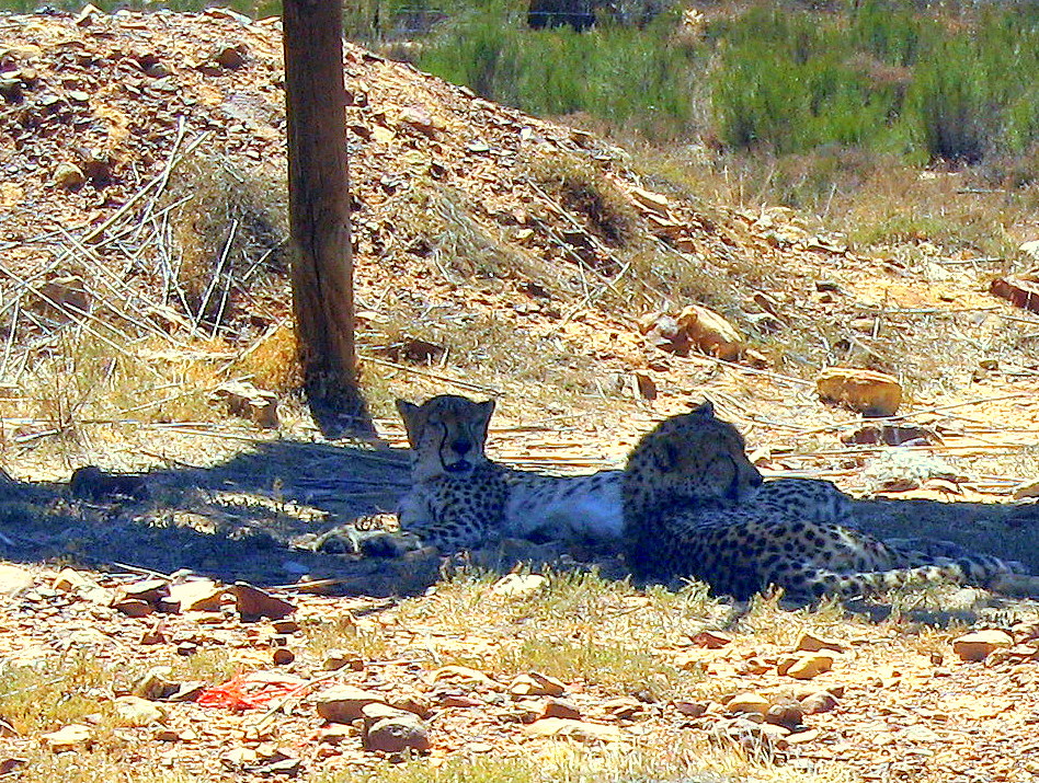 Lange Gesucht und endlich gefunden - Leoparden - Yes, No. 2 der afrikanischen Big Five entdeckt