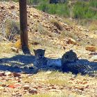 Lange Gesucht und endlich gefunden - Leoparden - Yes, No. 2 der afrikanischen Big Five entdeckt