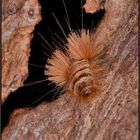 Lange Haare, gut geschützt: Speckkäferlarve (Ctesias serra)