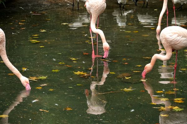 lange Hälse machen ...