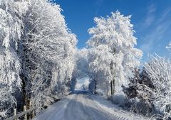 Lange her Winter im Diepholzer Moor vor vier Jahren ! !