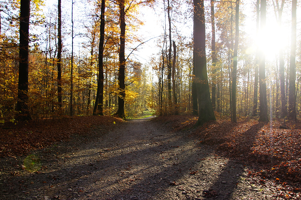 lange Herbst Schatten