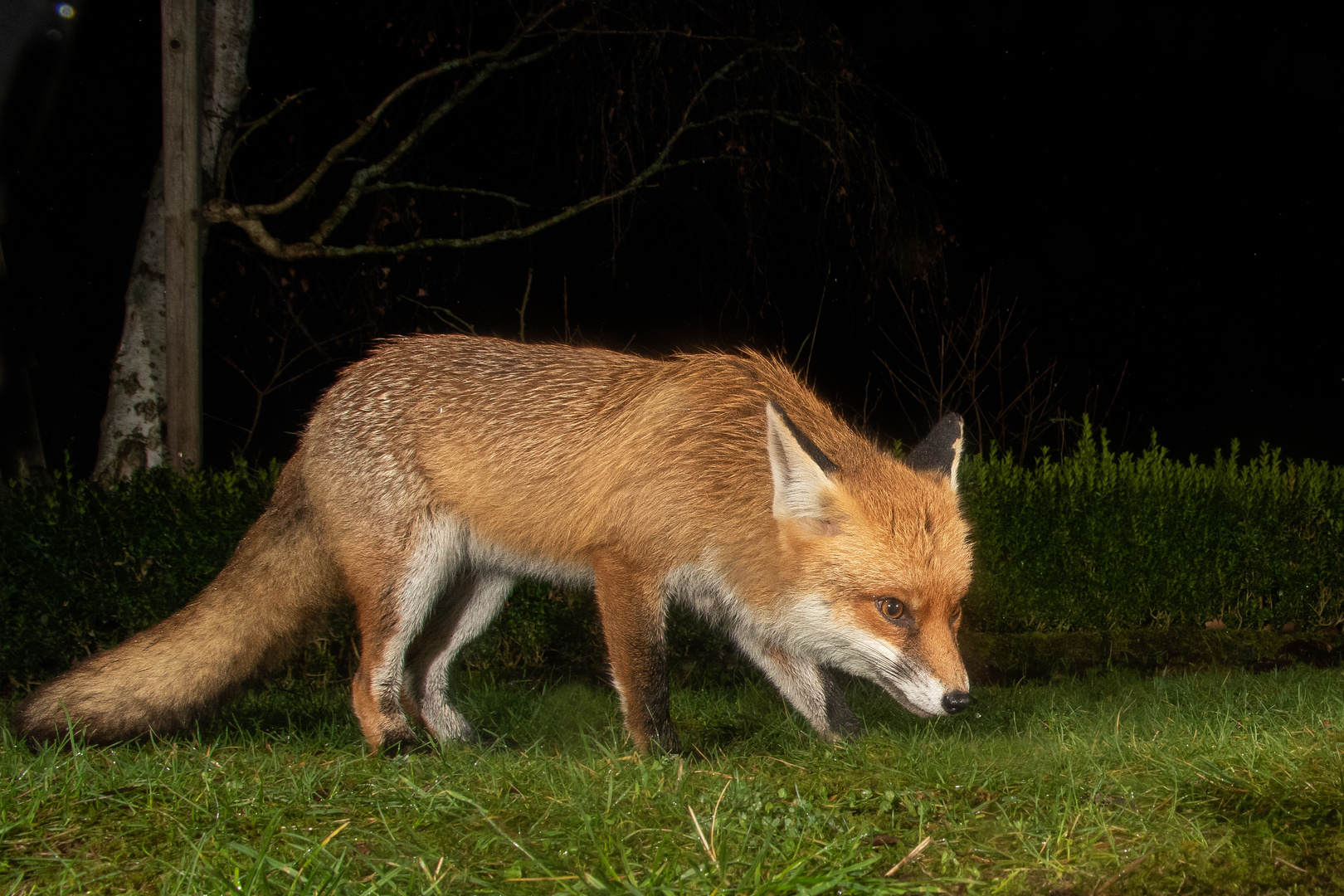 Lange kein Fuchs mehr in die Falle gegangen...