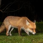 Lange kein Fuchs mehr in die Falle gegangen...