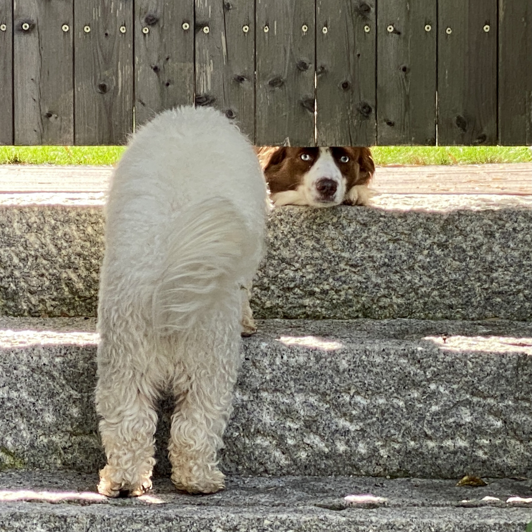 Lange nicht gesehen, ich habe dich so sehr vermisst Foto & Bild youth, hunde, natur Bilder auf