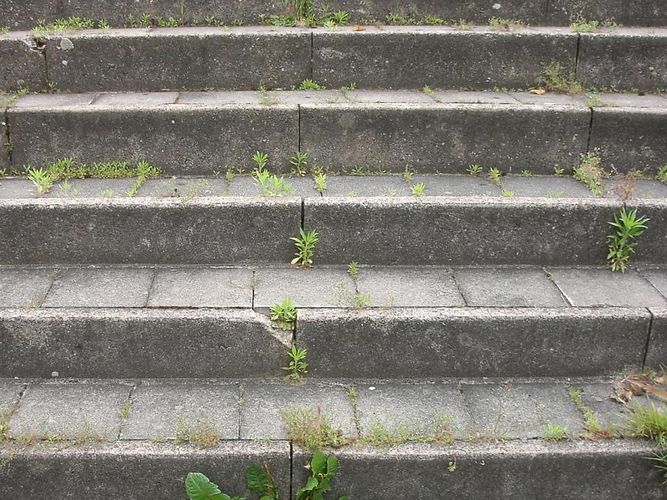 lange nicht mehr Unkraut gejätet