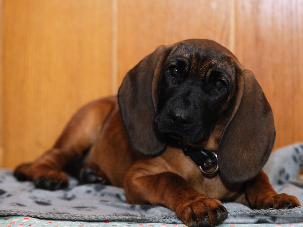 Lange Ohren Foto & Bild tiere, haustiere, hunde Bilder auf