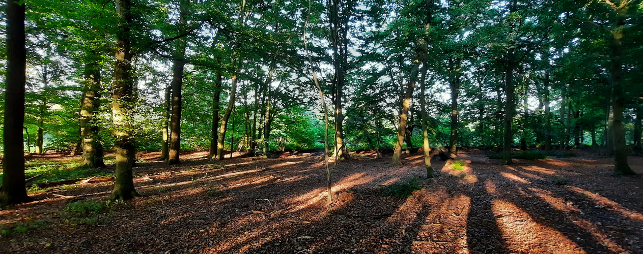 lange Schatten 