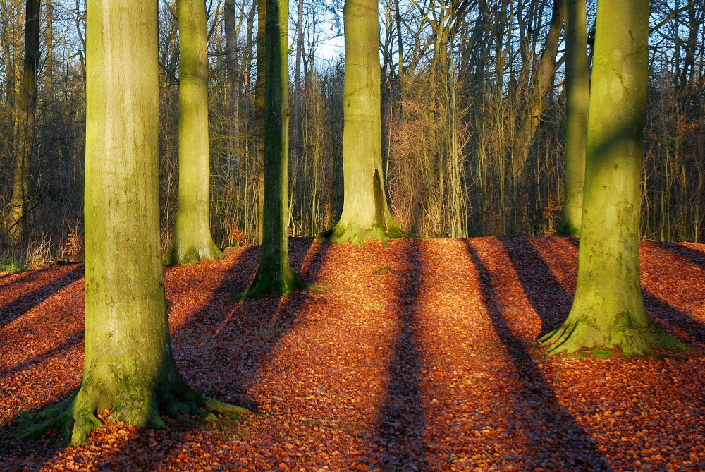 lange Schatten